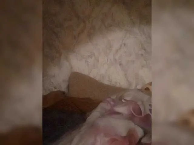 BlondeScarlettx – webcam model profile photo Image 2