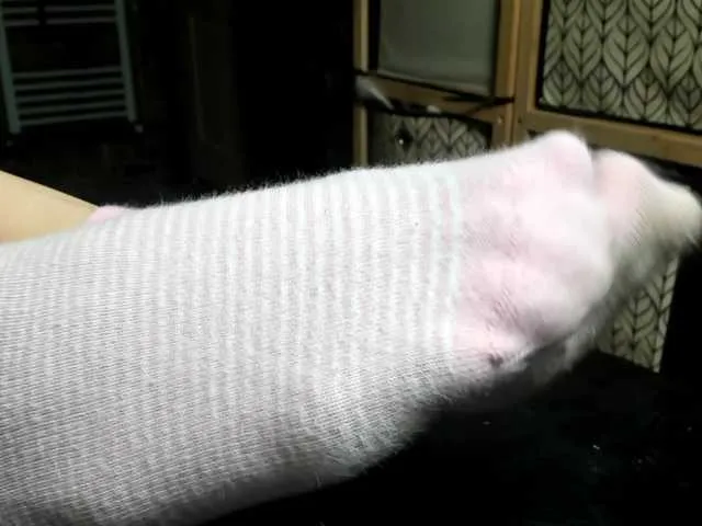 Scarlettsteelexo – webcam model profile photo Image 10