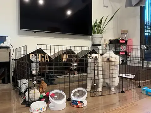 James-Eva0 – webcam model profile photo Image 11