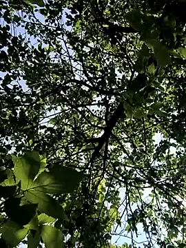 SilviaPastori – webcam model profile photo Image 3